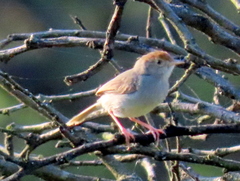 Cisticola fulvicapilla fulvicapilla