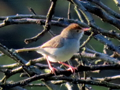Cisticola fulvicapilla fulvicapilla