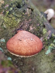 Fomitopsis betulina