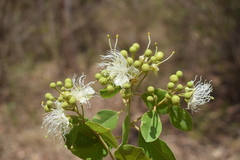 Capparis grandis