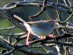 Cisticola fulvicapilla fulvicapilla
