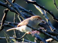 Cisticola fulvicapilla fulvicapilla