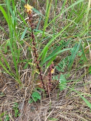 Alectra orobanchoides