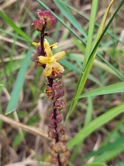 Alectra orobanchoides