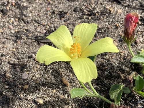 Hibiscus aethiopicus L.
