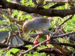 Cisticola fulvicapilla fulvicapilla