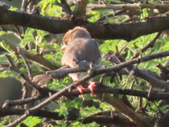 Cisticola fulvicapilla fulvicapilla