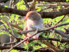 Cisticola fulvicapilla fulvicapilla