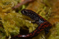 Batrachoseps wrighti