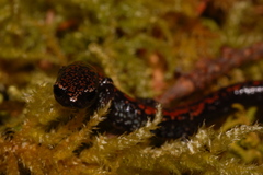 Batrachoseps wrighti