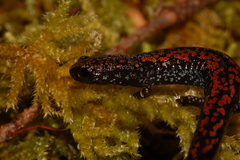 Batrachoseps wrighti