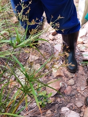 Cyperus leptocladus