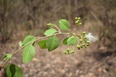 Capparis grandis