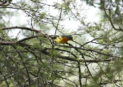 Telophorus sulfureopectus similis