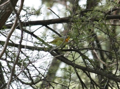 Telophorus sulfureopectus similis