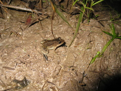 Leptodactylus petersii