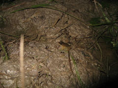 Leptodactylus petersii