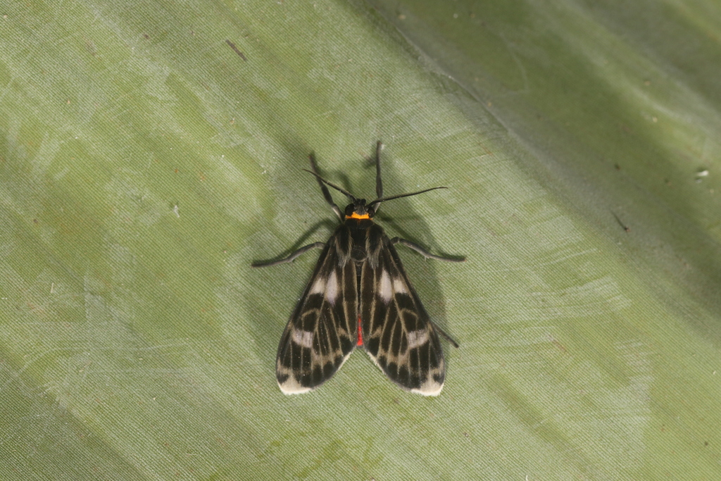 Heliura tetragramma