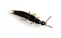 Gabrius splendidulus