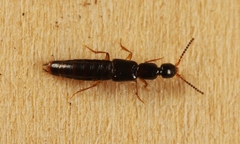 Gabrius splendidulus