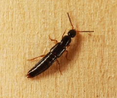 Gabrius splendidulus