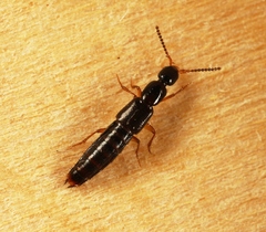 Gabrius splendidulus
