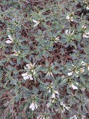 Astragalus tragacantha