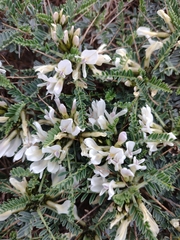 Astragalus tragacantha