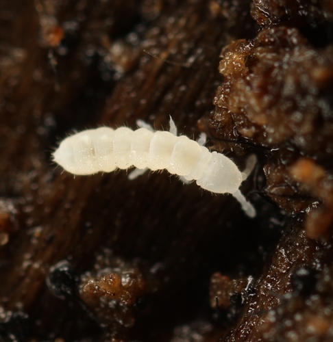 Representative image of Protaphorura