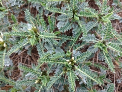 Astragalus tragacantha