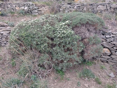 Astragalus tragacantha