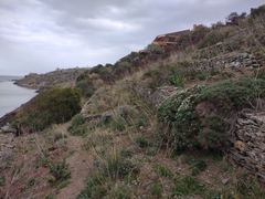 Astragalus tragacantha