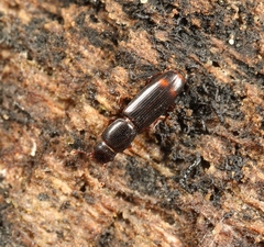 Rhizophagus bipustulatus