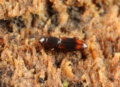 Rhizophagus bipustulatus