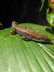 Keel-Bellied Shade Lizard photo 3