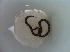 Micrurus tener tener