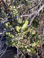 Azara dentata