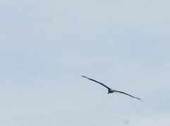 Rostrhamus sociabilis