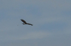 Rostrhamus sociabilis