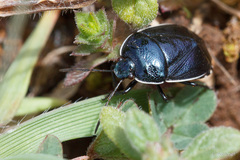 Canthophorus melanopterus