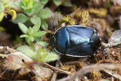 Canthophorus melanopterus