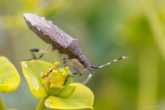 Dicranocephalus agilis