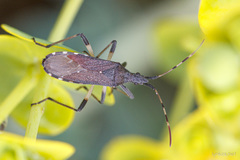 Dicranocephalus agilis