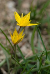 Tulipa dasystemon