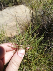 Searsia ciliata