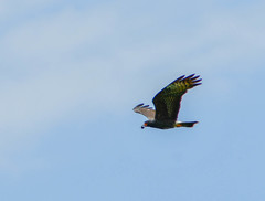 Rostrhamus sociabilis