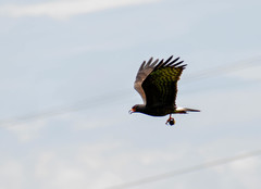 Rostrhamus sociabilis