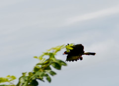 Rostrhamus sociabilis