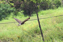 Rostrhamus sociabilis