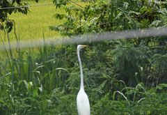 Ardea alba